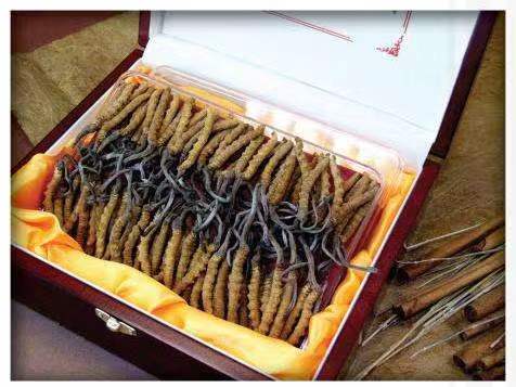 海珠冬虫夏草回收